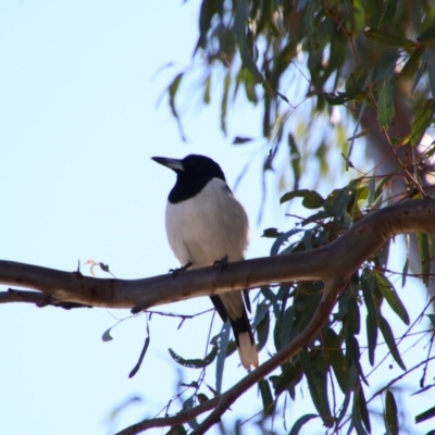 Cracticus nigrogularis (Pied Butcherbird) at Bourke, NSW - 4 Jul 2024 by MB