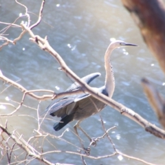 Ardea pacifica (White-necked Heron) at Bourke, NSW - 4 Jul 2024 by MB