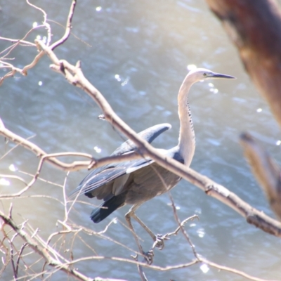 Ardea pacifica (White-necked Heron) at Bourke, NSW - 4 Jul 2024 by MB