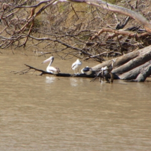 Pelecanus conspicillatus at Bourke, NSW - 4 Jul 2024