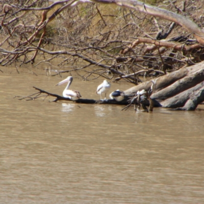 Pelecanus conspicillatus (Australian Pelican) at Bourke, NSW - 4 Jul 2024 by MB