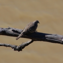 Geopelia placida (Peaceful Dove) at Bourke, NSW - 4 Jul 2024 by MB