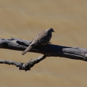 Geopelia placida at Bourke, NSW - 4 Jul 2024 01:00 PM