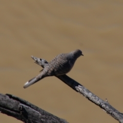 Geopelia placida at Bourke, NSW - 4 Jul 2024 01:00 PM