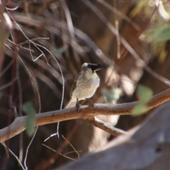 Philemon corniculatus (Noisy Friarbird) at Bourke, NSW - 4 Jul 2024 by MB
