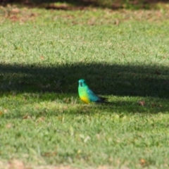 Psephotus haematonotus (Red-rumped Parrot) at Bourke, NSW - 4 Jul 2024 by MB