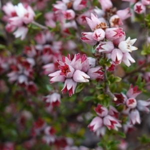 Cryptandra amara at Morton National Park - 30 Jun 2024