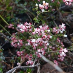 Cryptandra amara at Morton National Park - 30 Jun 2024