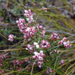 Cryptandra amara at Morton National Park - 30 Jun 2024