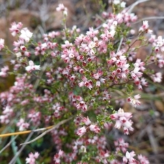 Cryptandra amara at Morton National Park - 30 Jun 2024