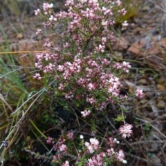 Cryptandra amara at Morton National Park - 30 Jun 2024