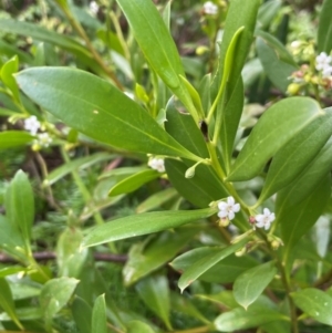 Myoporum boninense subsp. australe at Narooma, NSW - 4 Jul 2024