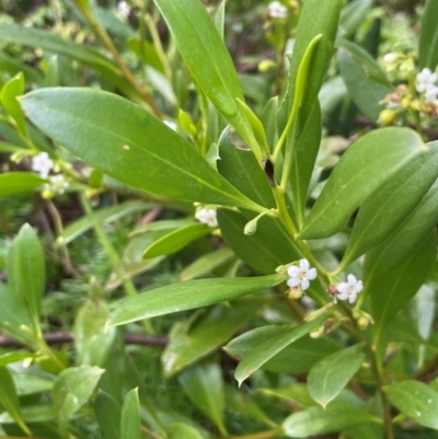 Myoporum boninense subsp. australe (Boobialla) at Narooma, NSW - 4 Jul 2024 by Clarel