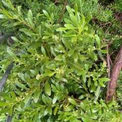 Myoporum boninense subsp. australe at Narooma, NSW - 4 Jul 2024