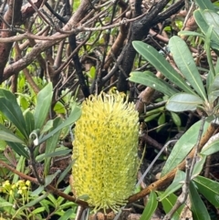 Banksia integrifolia subsp. integrifolia (Coast Banksia) at Narooma, NSW - 4 Jul 2024 by Clarel