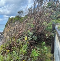 Banksia integrifolia subsp. integrifolia at Narooma, NSW - 4 Jul 2024