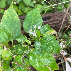 Solanum americanum at Narooma, NSW - 4 Jul 2024 12:34 PM