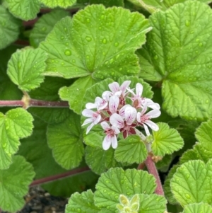 Pelargonium australe at Narooma, NSW - 4 Jul 2024