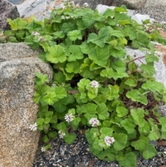 Pelargonium australe at Narooma, NSW - 4 Jul 2024 12:24 PM