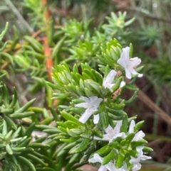 Westringia fruticosa (Native Rosemary) at Narooma, NSW - 4 Jul 2024 by Clarel