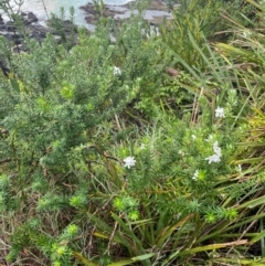 Westringia fruticosa at Narooma, NSW - 4 Jul 2024 12:21 PM