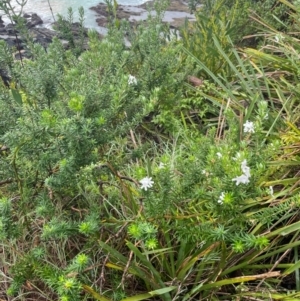 Westringia fruticosa at Narooma, NSW - 4 Jul 2024