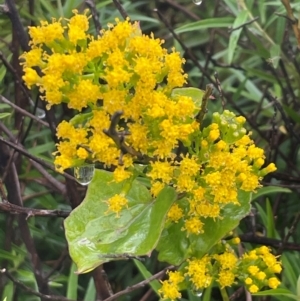 Delairea odorata at Narooma, NSW - 4 Jul 2024