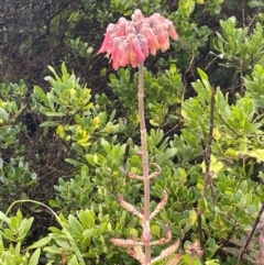 Bryophyllum delagoense (Mother-of-millions) at Narooma, NSW - 4 Jul 2024 by Clarel