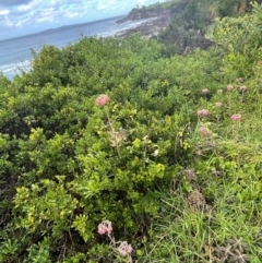 Bryophyllum delagoense at Narooma, NSW - 4 Jul 2024 12:19 PM