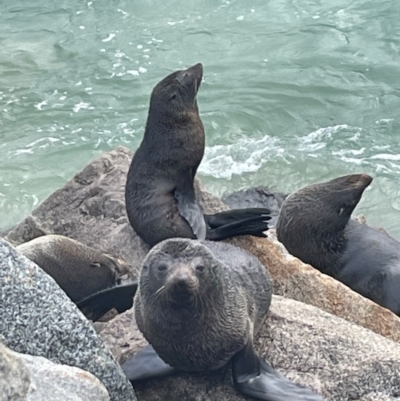 Arctocephalus pusillus doriferus (Australian Fur-seal) at Narooma, NSW - 4 Jul 2024 by Clarel