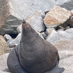 Arctocephalus pusillus doriferus at Narooma, NSW - 4 Jul 2024