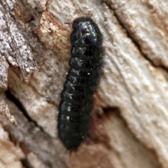 Ecnolagria sp. (genus) (A brown darkling beetle) at Russell, ACT - 4 Jul 2024 by Hejor1