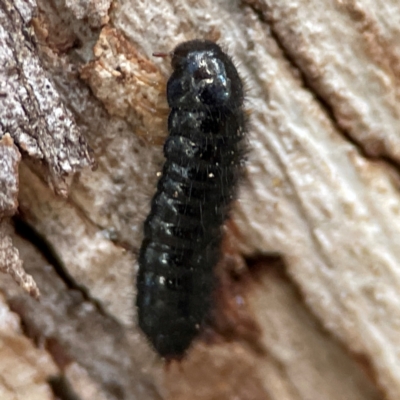 Ecnolagria sp. (genus) (A brown darkling beetle) at Russell, ACT - 4 Jul 2024 by Hejor1