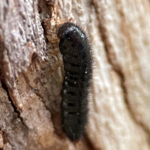 Ecnolagria sp. (genus) at Russell, ACT - 4 Jul 2024