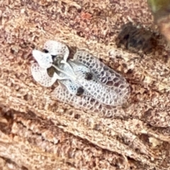 Corythucha ciliata (Sycamore Lace Bug) at Russell, ACT - 4 Jul 2024 by Hejor1