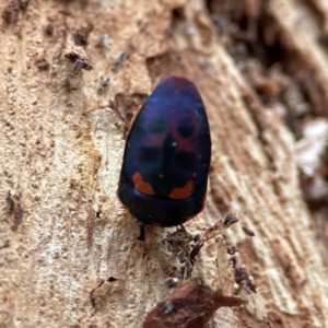 Scutiphora pedicellata at Russell, ACT - 4 Jul 2024