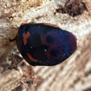 Scutiphora pedicellata at Russell, ACT - 4 Jul 2024