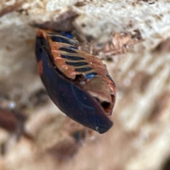 Scutiphora pedicellata at Russell, ACT - 4 Jul 2024