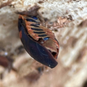 Scutiphora pedicellata at Russell, ACT - 4 Jul 2024