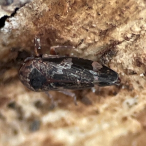 Eurypella tasmaniensis at Russell, ACT - 4 Jul 2024