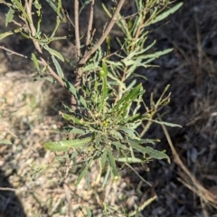 Dodonaea viscosa subsp. angustifolia (Giant Hop-bush) at Albury - 3 Jul 2024 by Darcy