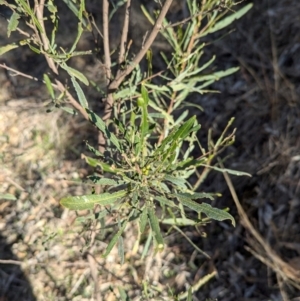 Dodonaea viscosa subsp. angustifolia at Eastern Hill Reserve - 3 Jul 2024