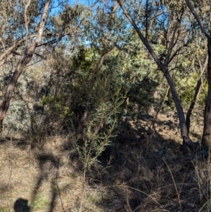 Dodonaea viscosa subsp. angustifolia at Eastern Hill Reserve - 3 Jul 2024