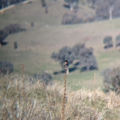 Petroica boodang (Scarlet Robin) at Albury - 3 Jul 2024 by Darcy