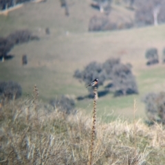 Petroica boodang at Eastern Hill Reserve - 3 Jul 2024 12:00 PM
