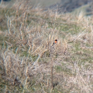 Petroica boodang at Eastern Hill Reserve - 3 Jul 2024 12:00 PM
