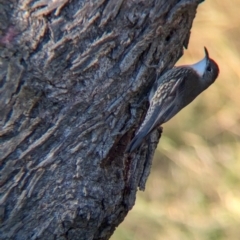 Cormobates leucophaea (White-throated Treecreeper) at Wodonga Regional Park - 3 Jul 2024 by Darcy