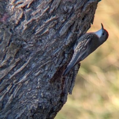 Cormobates leucophaea (White-throated Treecreeper) at Bonegilla, VIC - 3 Jul 2024 by Darcy