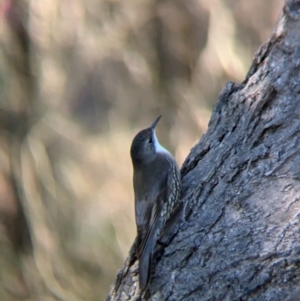 Cormobates leucophaea at Wodonga - 3 Jul 2024