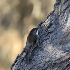 Cormobates leucophaea at Wodonga - 3 Jul 2024